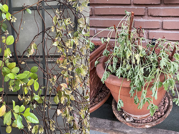 Cmo ayudar a las plantas a superar un golpe de calor